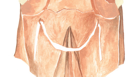 Illustration by Petra Larsen