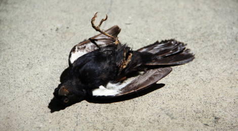 Adriana Salazar, Pájaro #2 (Bird #2), 2011