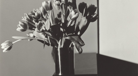 Robert Mapplethorpe, Tulips, 1978