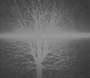 Dirk Braeckman
