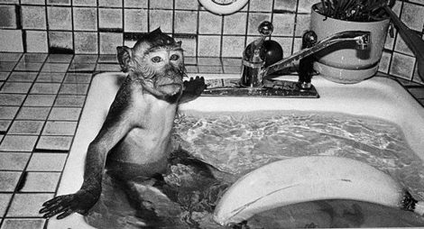 Robin Schwartz’ portrait of crab-eating macaque with a banana taking a bath in a sink at Alice Austen House Museum.