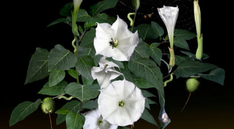Naida Osline, Sacred Datura, 2010, courtesy of the artist