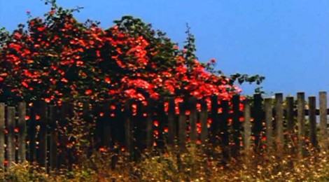 Film still from Bruce Ballie's All My Life, 1966