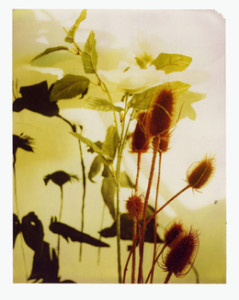 Miranda Lichtenstein, Untitled #25 (flower), 2006