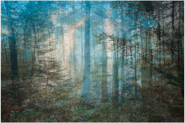 Amy Elkins, Four Years out of a Death Row Sentence (Forest), 2011