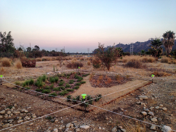 A Sunset Stroll Along the LA River:  Mel Chin models a drought-resistant California