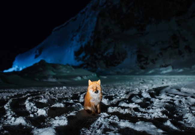 Red Fox at Night small Corey Arnold, Aleutian Dreams, Opening Reception