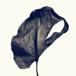 ‘Without Water’, by Isamu Sawa @ Black Eye Gallery