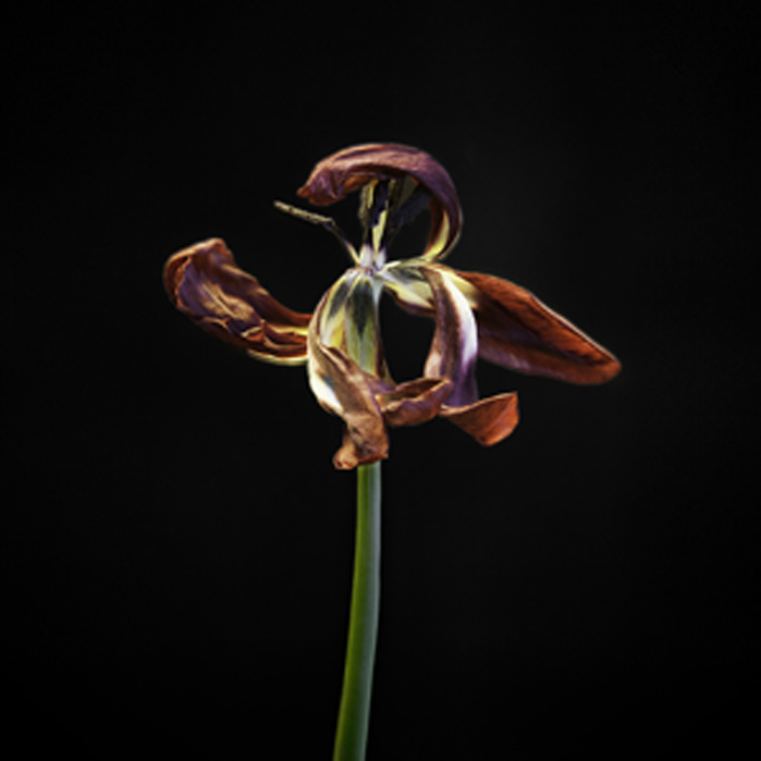 FLORA
