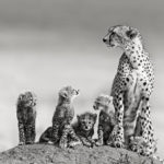 ‘AFRIKA – THE WILD’ by Ken and Michelle Dyball @ Black Eye Gallery in Sydney.