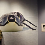 17 Expeditions: Antarctica