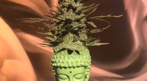 GREEN WITHOUT ENVY