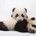 National Geographic Photo Ark Exhibit Extension at Annenberg Space for Photography