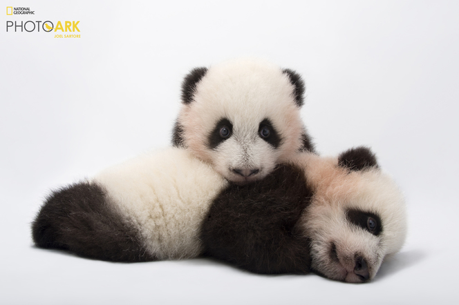 National Geographic Photo Ark Exhibit Extension at Annenberg Space for Photography