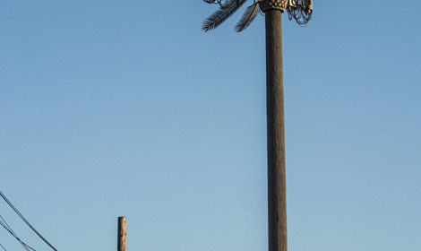 Diane Cockerill Ce n'est plus pas un palmier 2019 Arts District, Los Angeles Digital Photograph