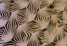 Apparitions: Recent Handmade Wonders from the French Film Lab L’Abominable
