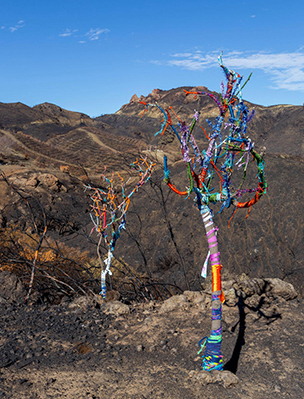 Jen Snoeyink | Hope Trees, Solo Exhibition