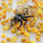 Opening Reception: Judi Harvest "SEED"