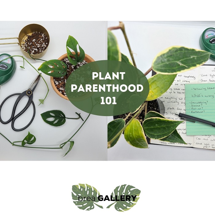 Plant Parenthood 101 Workshop