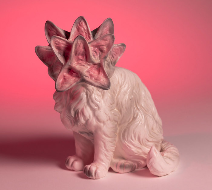 Debra Broz: Creature Comfort
