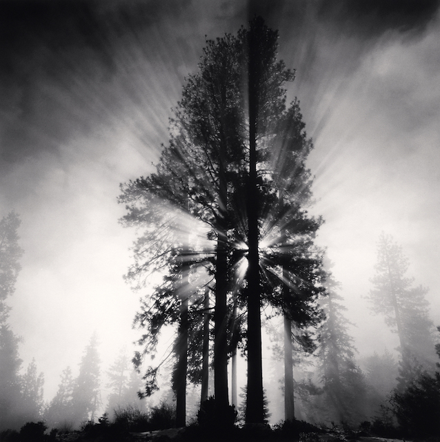 Michael Kenna: Trees