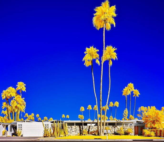 "Problematic Palms" Opening featuring Photographer Osceola Refetoff's new series "Chromatopia"