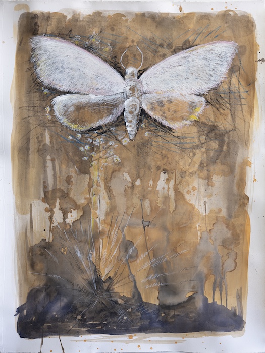 Waning Crescent: a meztli projects group show