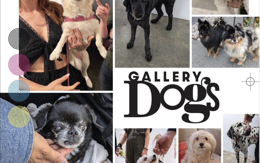 GALLERY DOGS