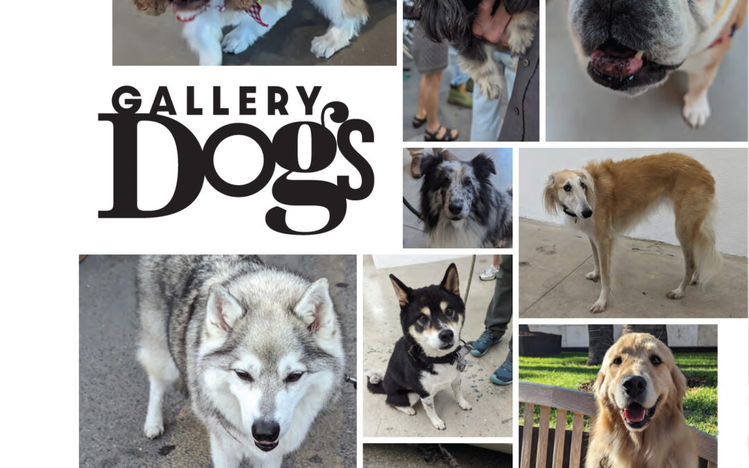 GALLERY DOGS