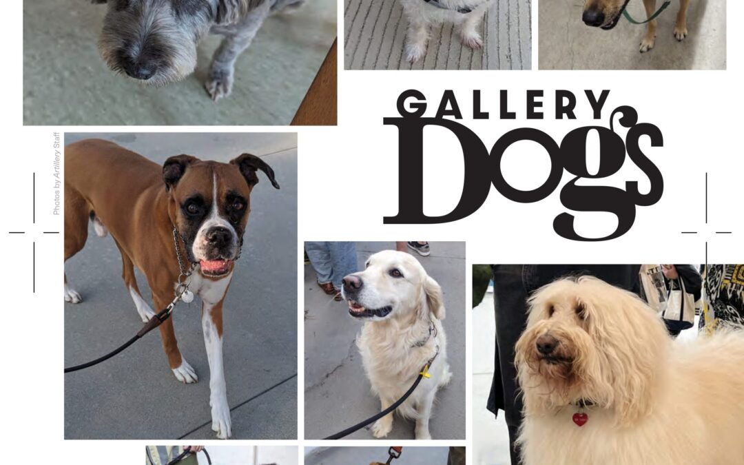 GALLERY DOGS