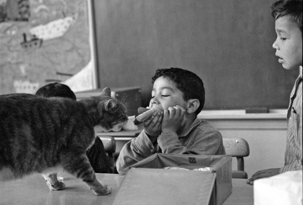 ROOM 8: A CAT IN THE CLASSROOM at Central Library