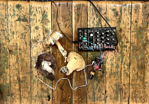 Fruiting Bodies: A Speculative Sound and Story Workshop with Umi Hsu