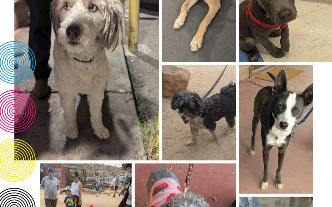 GALLERY DOGS May/June 2026